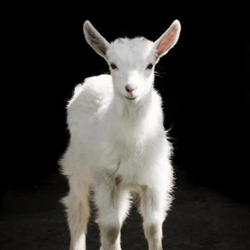White kid goat Stock Photos