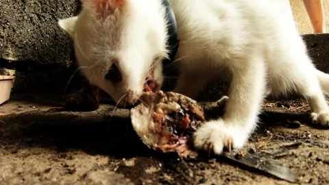 White kit in collar is devouring fish head close up Stock Footage 120829011