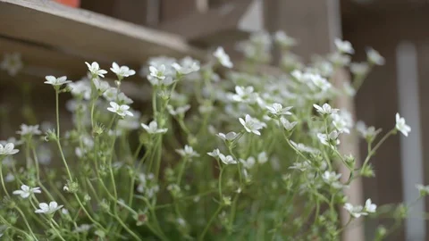 White Kitchen Flowers in a Shelf Stock Footage 106082311