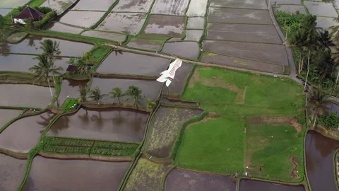 White kite fly in air over rice fields, high angle shot from drone Stock Footage 202522778