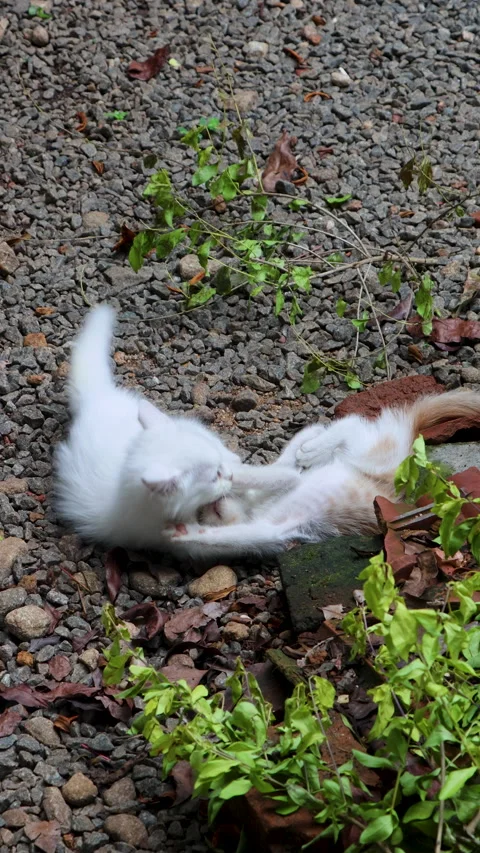White kitten and ginger kitten play fighting outdoors Stock Footage 310651981