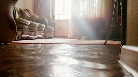 A white kitten attack the camera Stock Footage 108932348