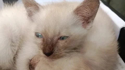 White kitten with blue eyes  Stock Footage 294549720