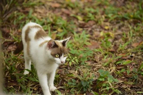 White kitten with brown mask patch on the head Stock Photos