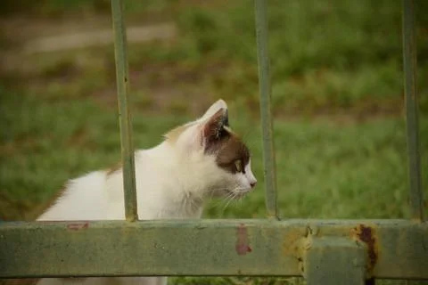 White kitten with brown mask patch on the head behind bars Stock Photos