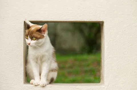 White kitten with brown patch on the forehead sitting on window sill Stock Photos