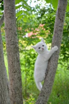 White kitten climbs a tree. Stock Photos