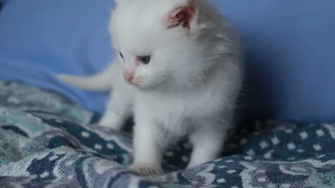 White kitten close-up. Stock Footage 198792938