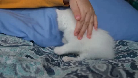 White kitten close-up. Video stock 198793331