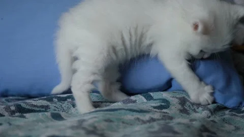 White kitten close-up. Stock Footage 198794185