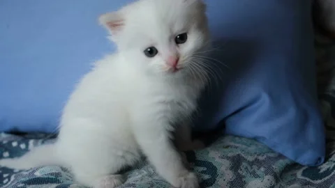 White kitten close-up. Stock Footage 198794858