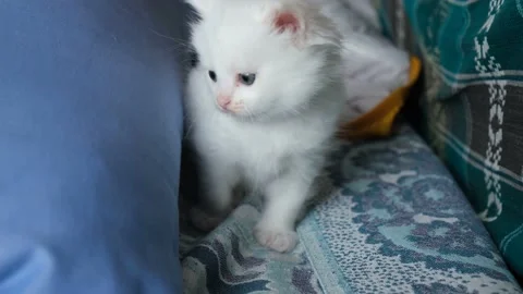 White kitten close-up. Stock Footage 198794892