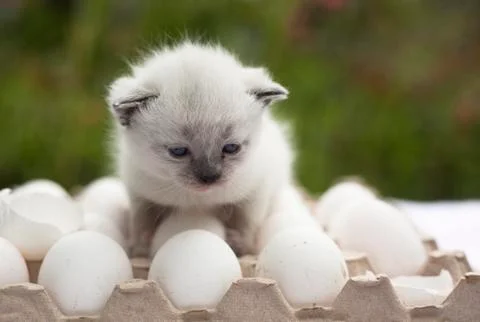 White kitten cry  on the egg with egg shell Stock Photos