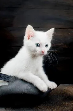 White kitten on a dark background Stock Photos