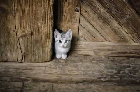 White kitten in doorway Stock Photos