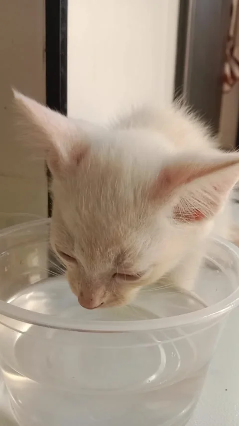 A white kitten is drinking water Stock Footage 291391282