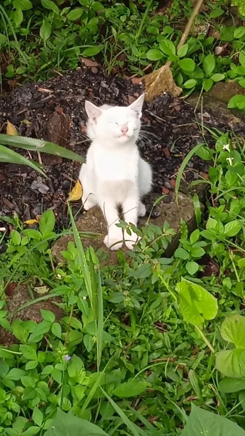 White kitten eating grass in the yard 動画素材 221540174