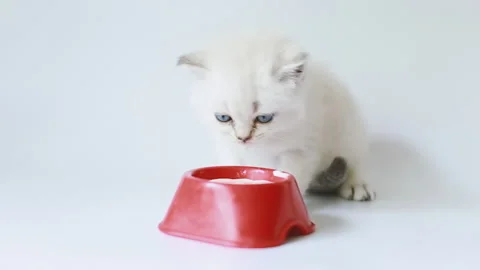 A white kitten eats from a bowl Stock Footage 157885475