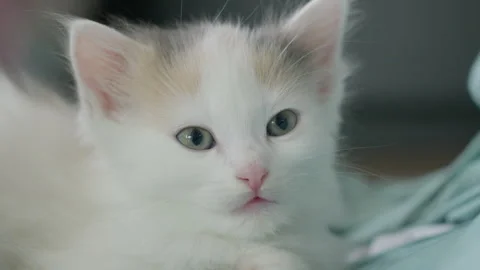 White kitten falling asleep Stock Footage 248228528
