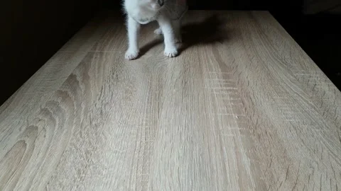 White kitten Video stock 138162880