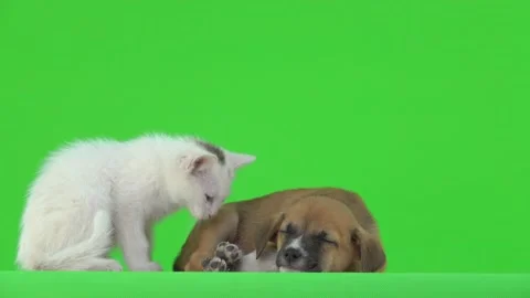 White kitten getting ready for bed near puppy. green screen Stock Footage 138077052