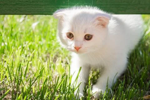 White kitten on the grass Stock Photos