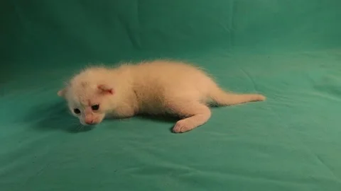 White kitten isolated on a green background. Stock Footage 151044697