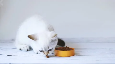 A white kitten learns to eat Stock Footage 157885487