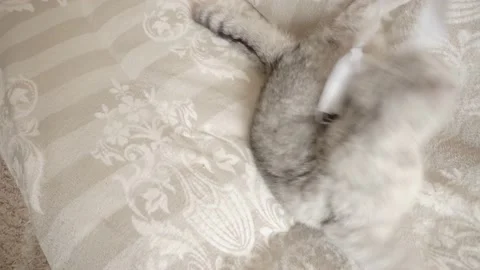 White kitten on a light plush blanket licks the hands Stock Footage 172548014