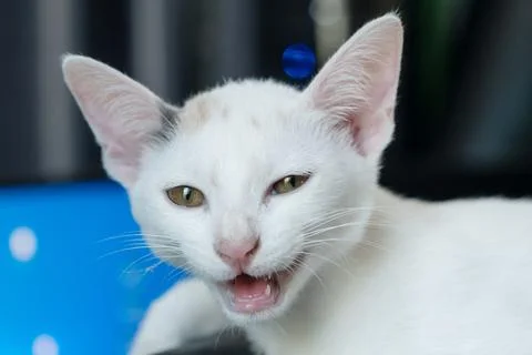 A white kitten looking and opened her mouth Stock Photos