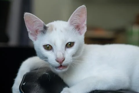 White kitten looking and opened her mouth Foto stock