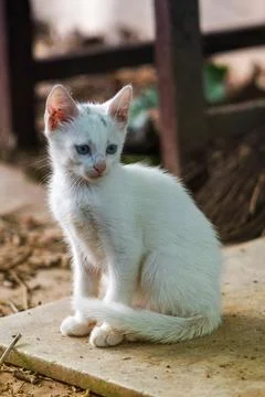 White kitten looking to the right Fotos Stock