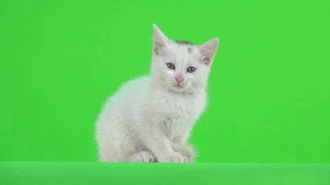 White kitten looks at the camera and wiggles its ears on a green screen Stock Footage 139863634
