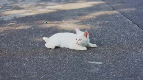White kitten lying on the road playing and licking its paws Stock Footage 348258837