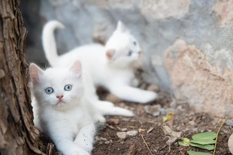 White kitten next to a tree looking at camera Foto stock