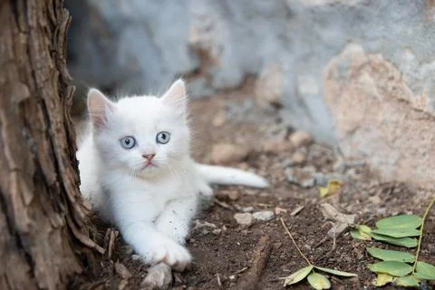 White kitten next to a tree looking at camera Stock Photos
