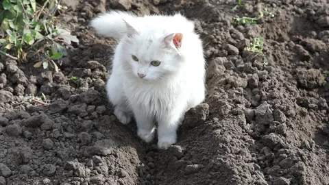 White kitten or Cat sitting pooping on the ground in back garden Stock Footage 164278277