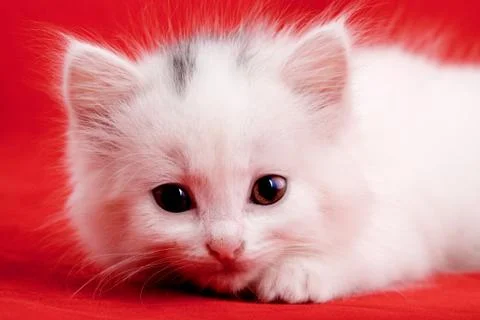 White kitten Stock Photos
