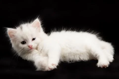 White kitten Stock Photos