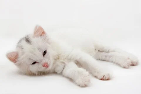 White kitten Stock Photos