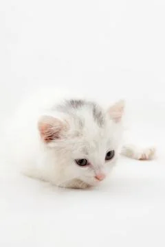 White kitten Stock Photos