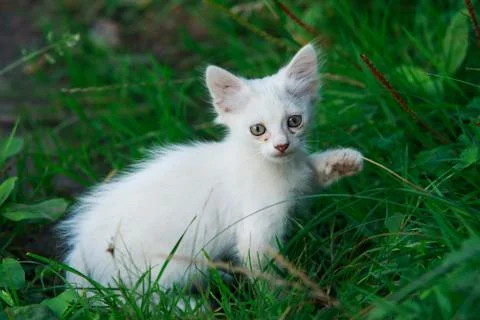 The white kitten Stock Photos
