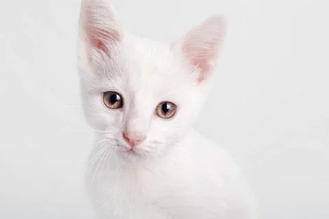 White kitten Foto stock