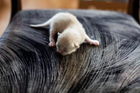  White kitten Stock Photos