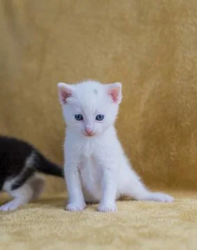 White kitten Stock Photos