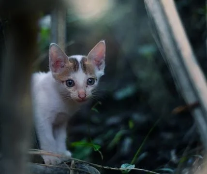 White kitten Stock Photos