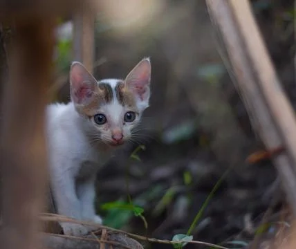 White kitten Stock Photos