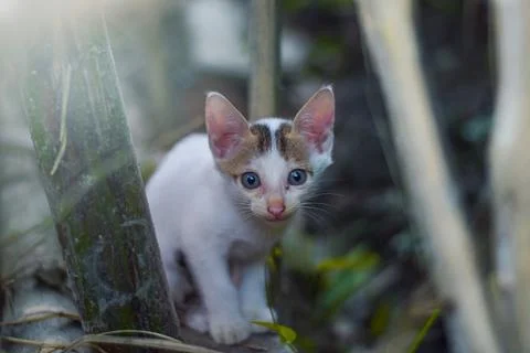 White kitten Stock Photos