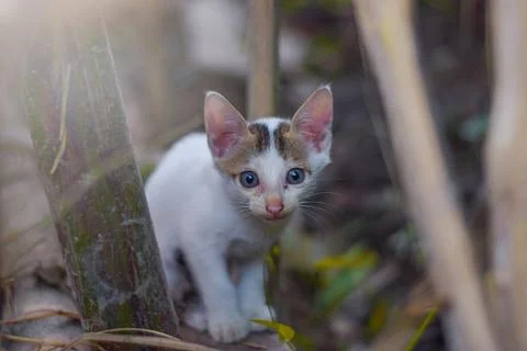 White kitten Stock Photos