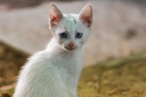 White kitten Stock Photos